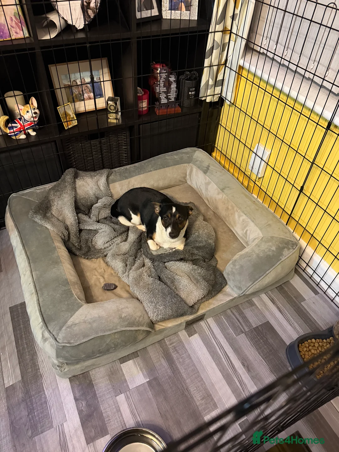 Mixed Breed dogs for sale: Jack Russell/Yorkshire terrier  - Advert 3