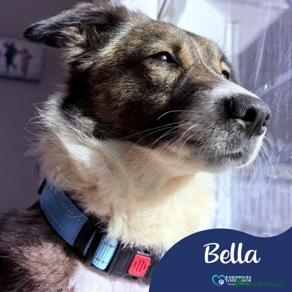 Mixed Breed dogs Meet Bella, currently residing in Merseyside  - Advert 7