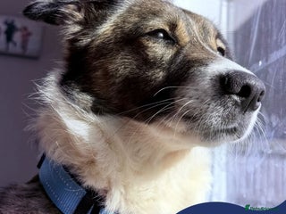 Mixed Breed dogs - Advert 26