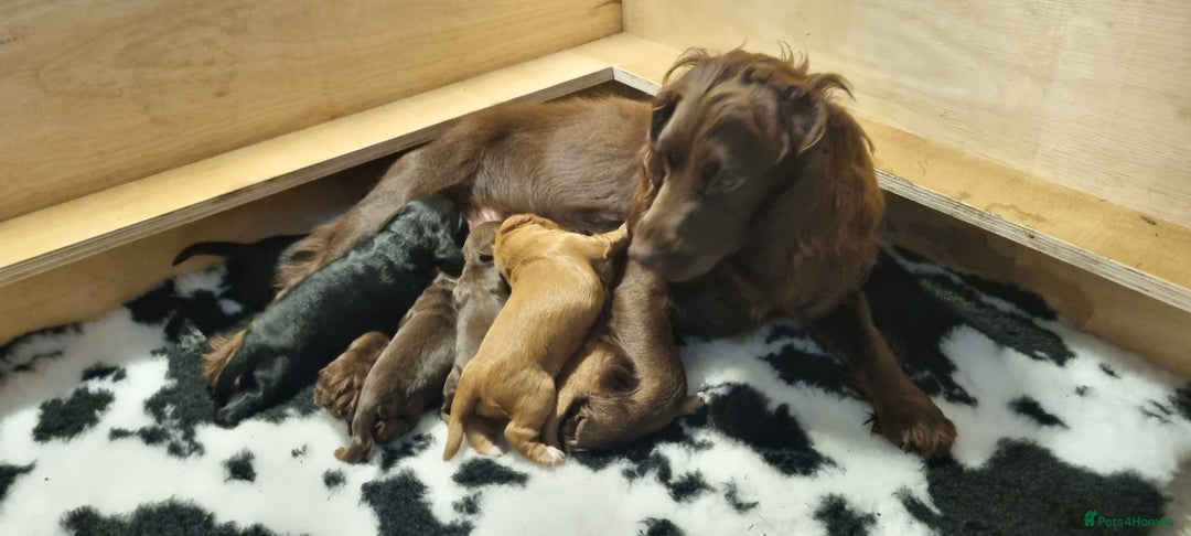 Cocker Spaniel dogs for sale: KC Registered Cocker Spaniel (Working) Puppies - Image 25