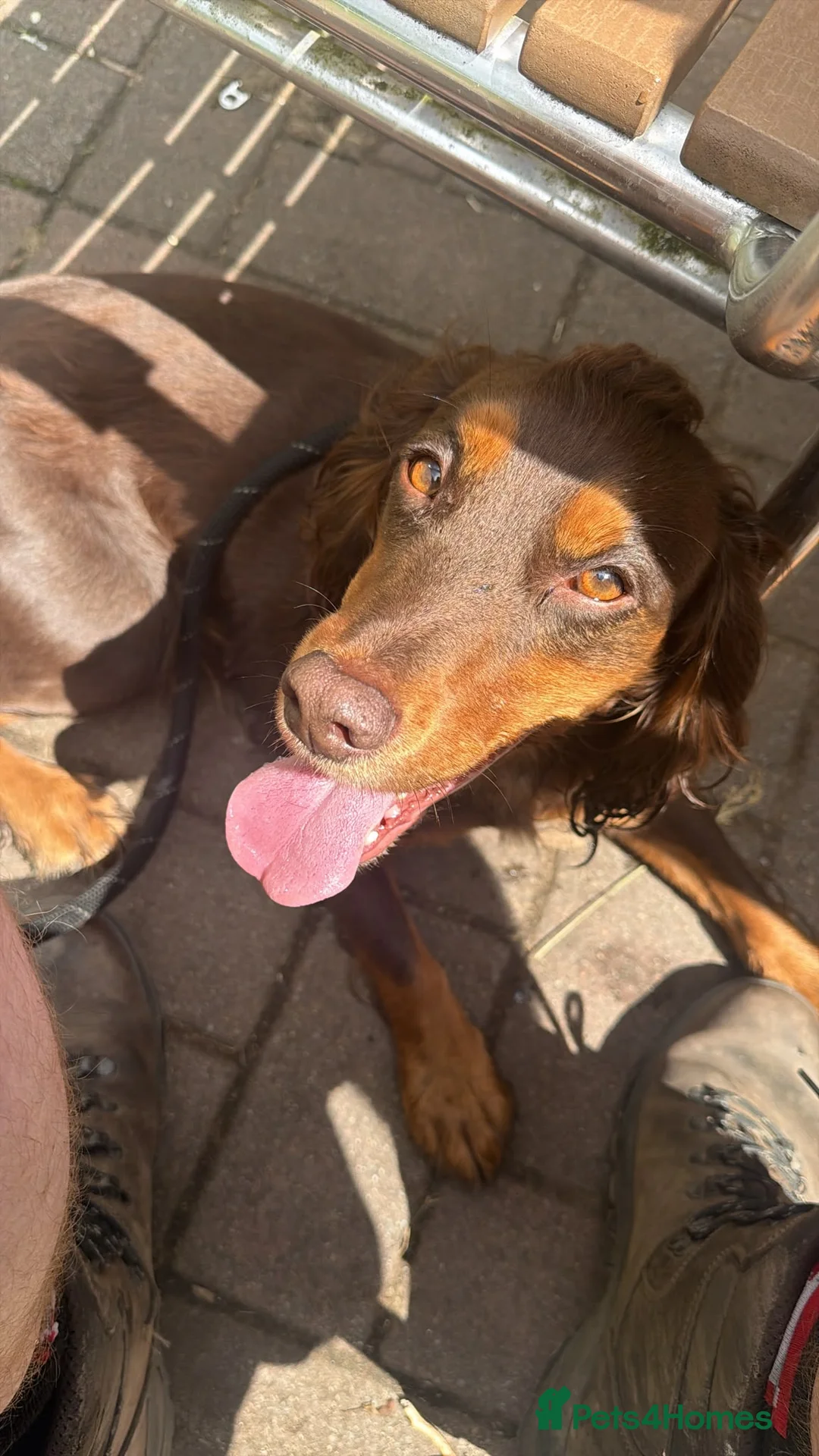 Cocker Spaniel dogs for sale: Cocker spaniels pups  in Wigan - Advert 16