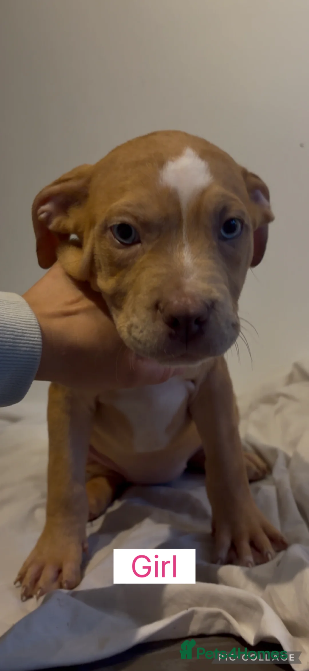 American Bully dogs for sale: READY NOW! 2 Gorgeous Merle American Bully Pups - Advert 1