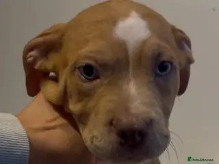 American Bully dogs READY NOW! 2 Gorgeous Merle American Bully Pups - Advert 1