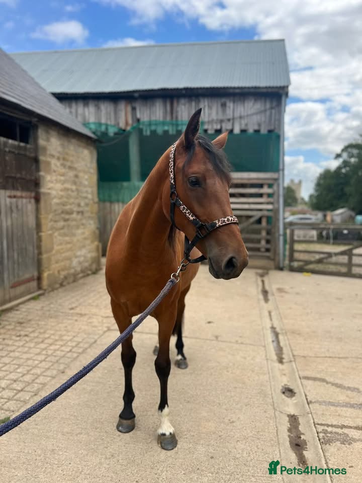 Welsh Section D horses Dixie Dior Part Bred Appaloosa x Welsh D Filly - Advert 1