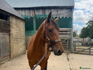 Welsh Section D horses Dixie Dior Part Bred Appaloosa x Welsh D Filly - Advert 1