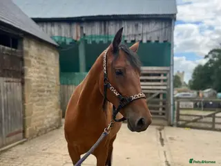 Welsh Section D horses Dixie Dior Part Bred Appaloosa x Welsh D Filly - Advert 1