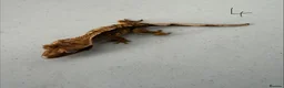 Gecko reptiles for sale:  Lilly white Crested gecko babies - Advert 15