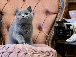British Shorthair cats PUREBRED BSH KITTENS - Advert 4