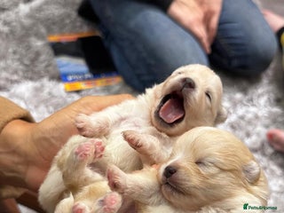 Pomeranian dogs Beautiful tiny Pomeranian girls ONE LEFT - Advert 8