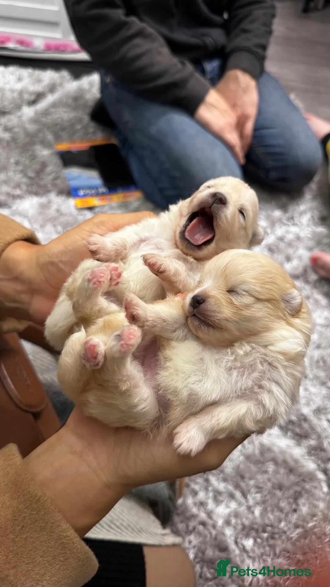 Pomeranian dogs for sale: Beautiful tiny Pomeranian girls  ONE LEFT  - Advert 10