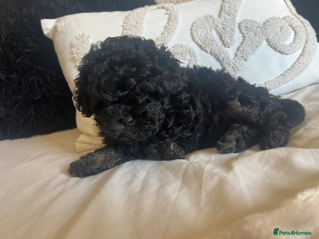 Toy Poodle dogs for sale: Toy Poodle Male - Advert 1