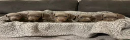 Dachshund dogs for sale: Beautiful Miniature Dachshund Puppies  - Advert 7