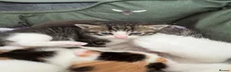 Domestic Shorthair cats for sale: Our beautiful litter of kittens  in Bideford - Advert 4