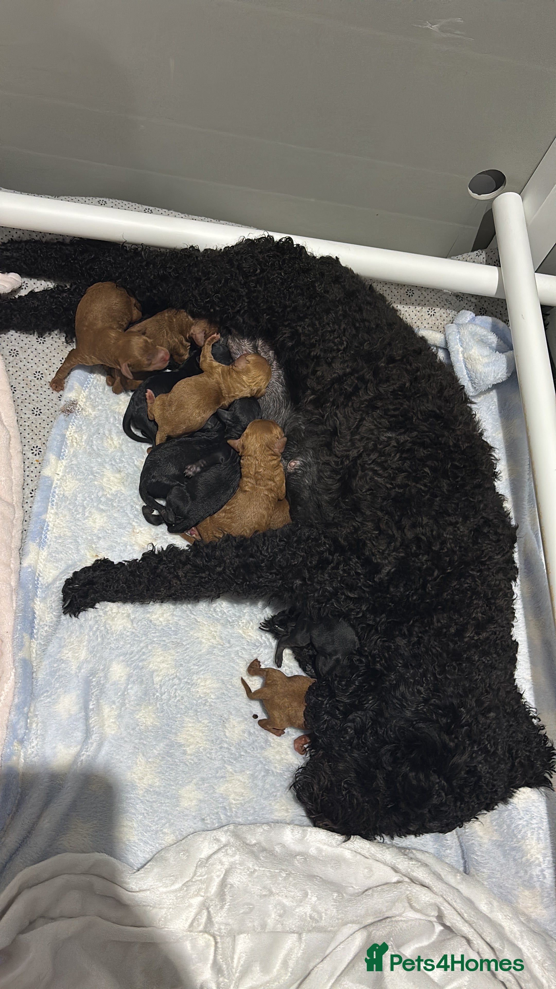 Cockapoo dogs 10 F1b cockapoo pups for sale (2 girls left) - Advert 1