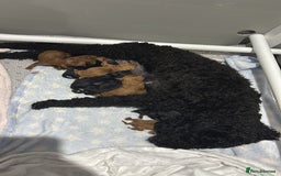 Cockapoo dogs for sale: 10 F1b cockapoo pups for sale  - Advert 1