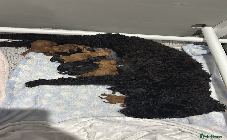 Cockapoo dogs 10 F1b cockapoo pups for sale  - Advert 2