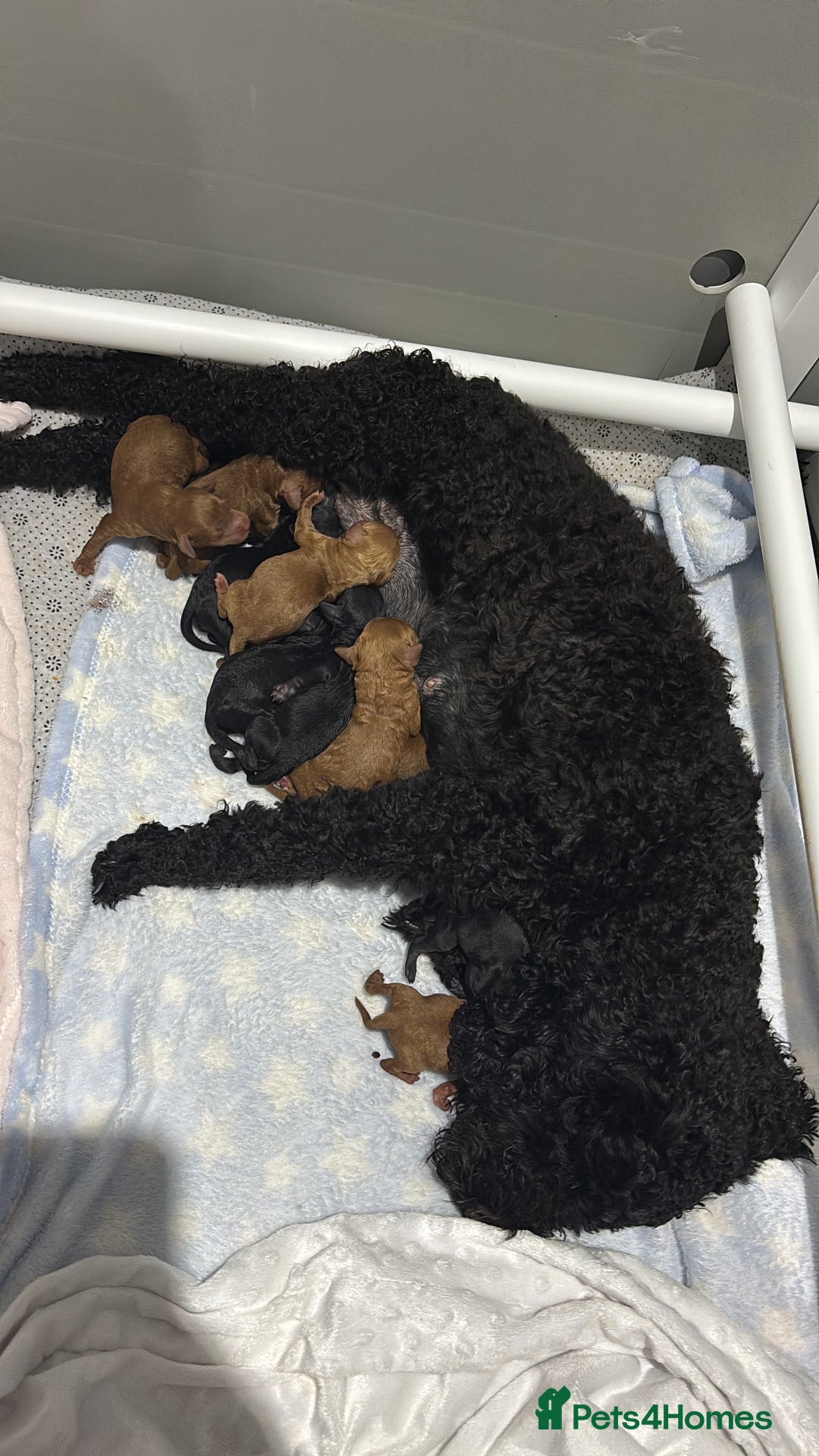 Cockapoo dogs for sale: 10 F1b cockapoo pups for sale  - Advert 1