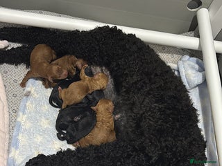 Cockapoo dogs 10 F1b cockapoo pups for sale - Advert 1