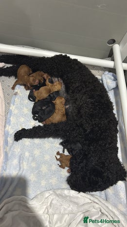 Cockapoo dogs 10 F1b cockapoo pups for sale - Advert 2