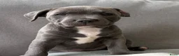 Staffordshire Bull Terrier dogs for sale: Blue Staffordshire Bull Terrier Puppies - Advert 7