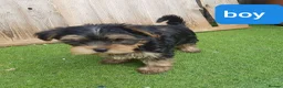 Yorkshire Terrier dogs for sale: Yorkshire terrier puppies 1  boy 12 weeks old  - Advert 5