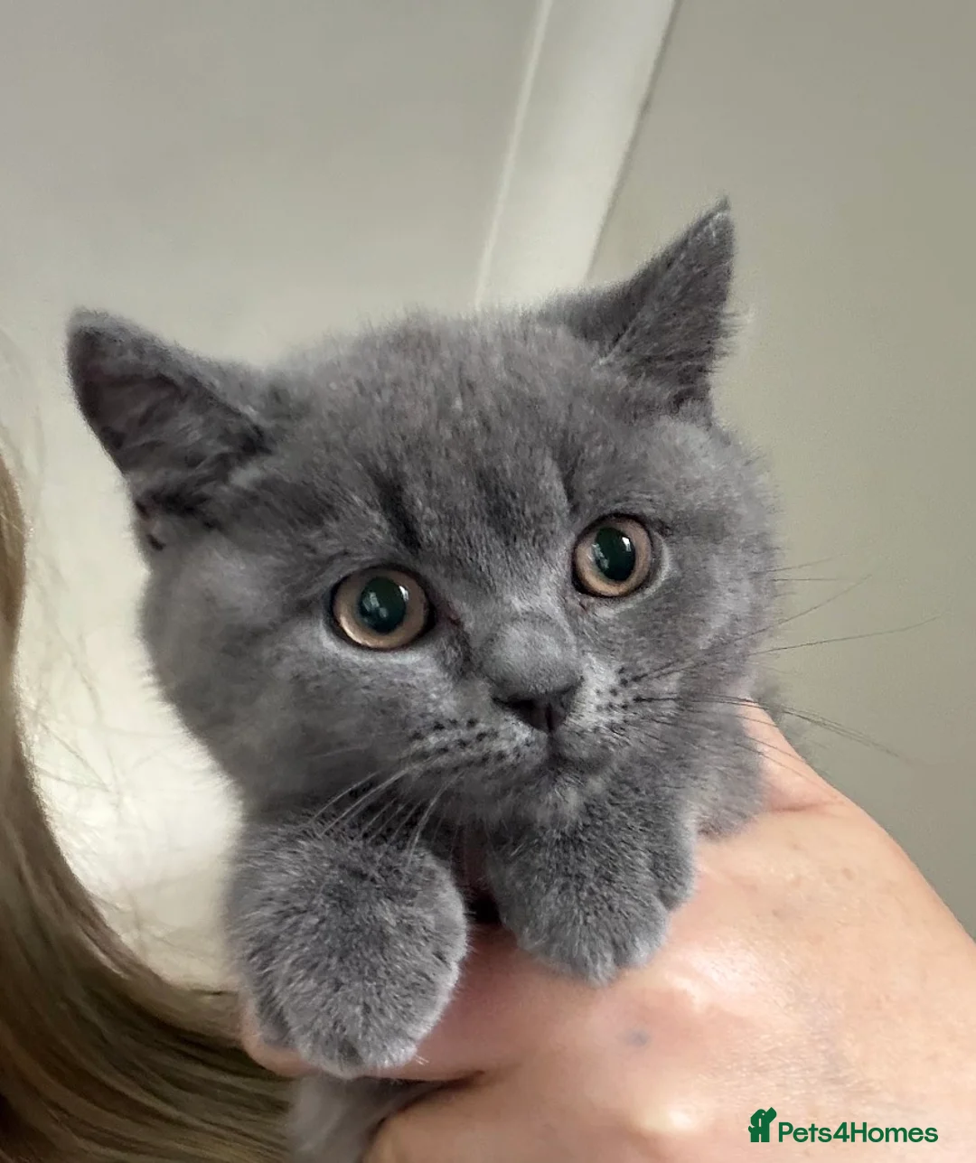 Russian Blue cats for sale: Gorgeous Russian Blue x British shorthaired  - Advert 2