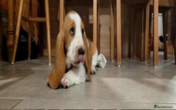 Basset Hound dogs for sale: Red and white basset boy available  - Image 6
