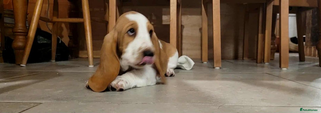 Basset Hound dogs for sale: Red and white basset boy available  - Image 6