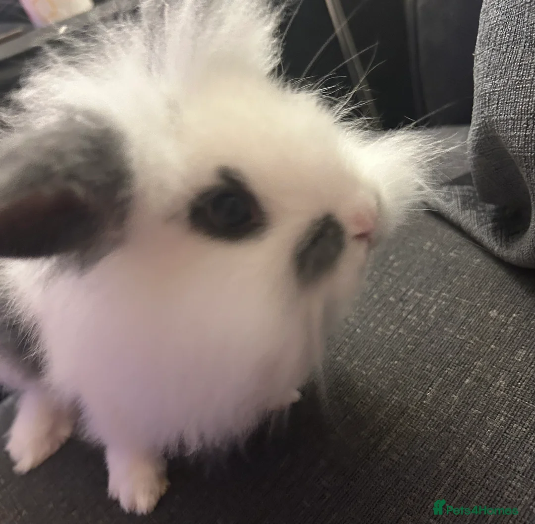Mini Lion Lop rabbits for sale: READY NOW TODAY 1x girl mini lop bunnies  - Advert 7