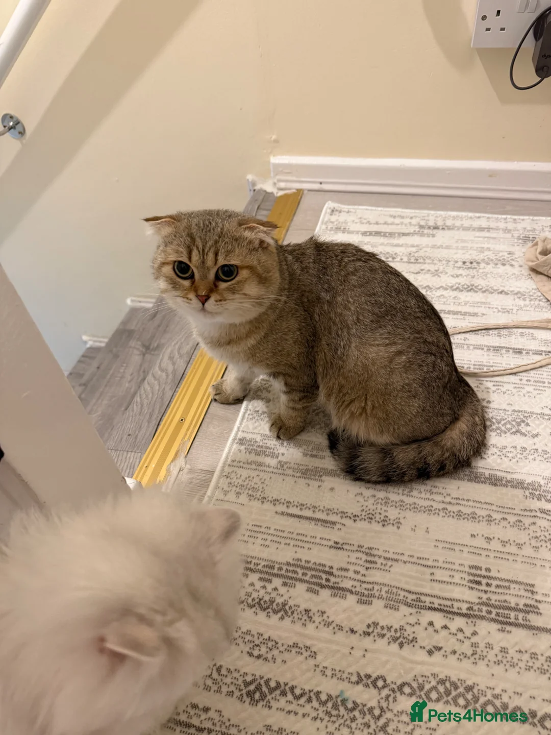 Scottish Fold cats for stud:     Scottish Fold Golden Shaded Stud  in London - Advert 5
