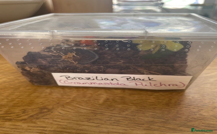 Tarantulas invertebrates - Advert 1