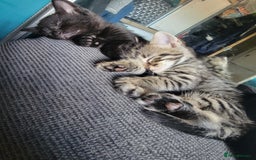 Mixed Breed cats for sale: 5 Beautiful kitten for sale - Image 7
