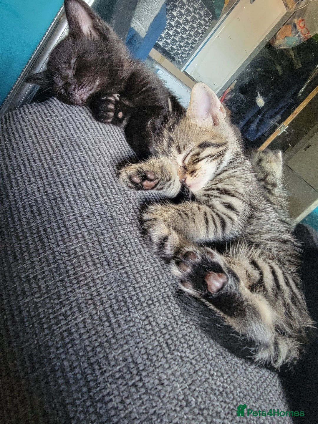 Mixed Breed cats for sale: 5 Beautiful kitten for sale - Image 7