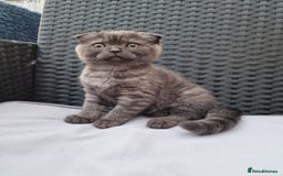 Scottish Fold cats for sale:  Scotish Fold Tabby Kitten - Image 1