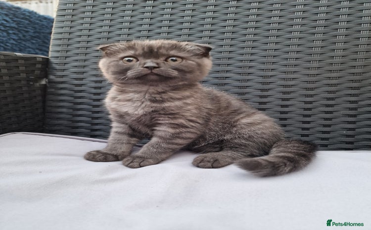 Scottish Fold cats - Advert 12