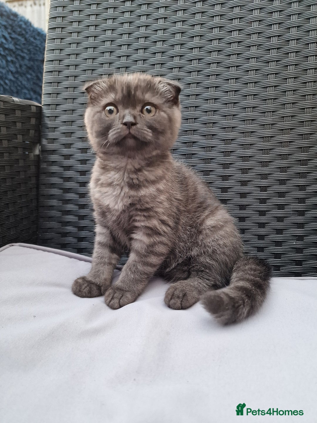 Scottish Fold cats for sale:  Scotish Fold Tabby Kitten - Image 1