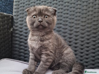 Scottish Fold cats - Advert 21