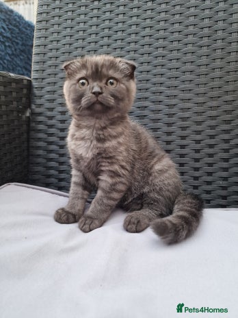Scottish Fold cats - Advert 16