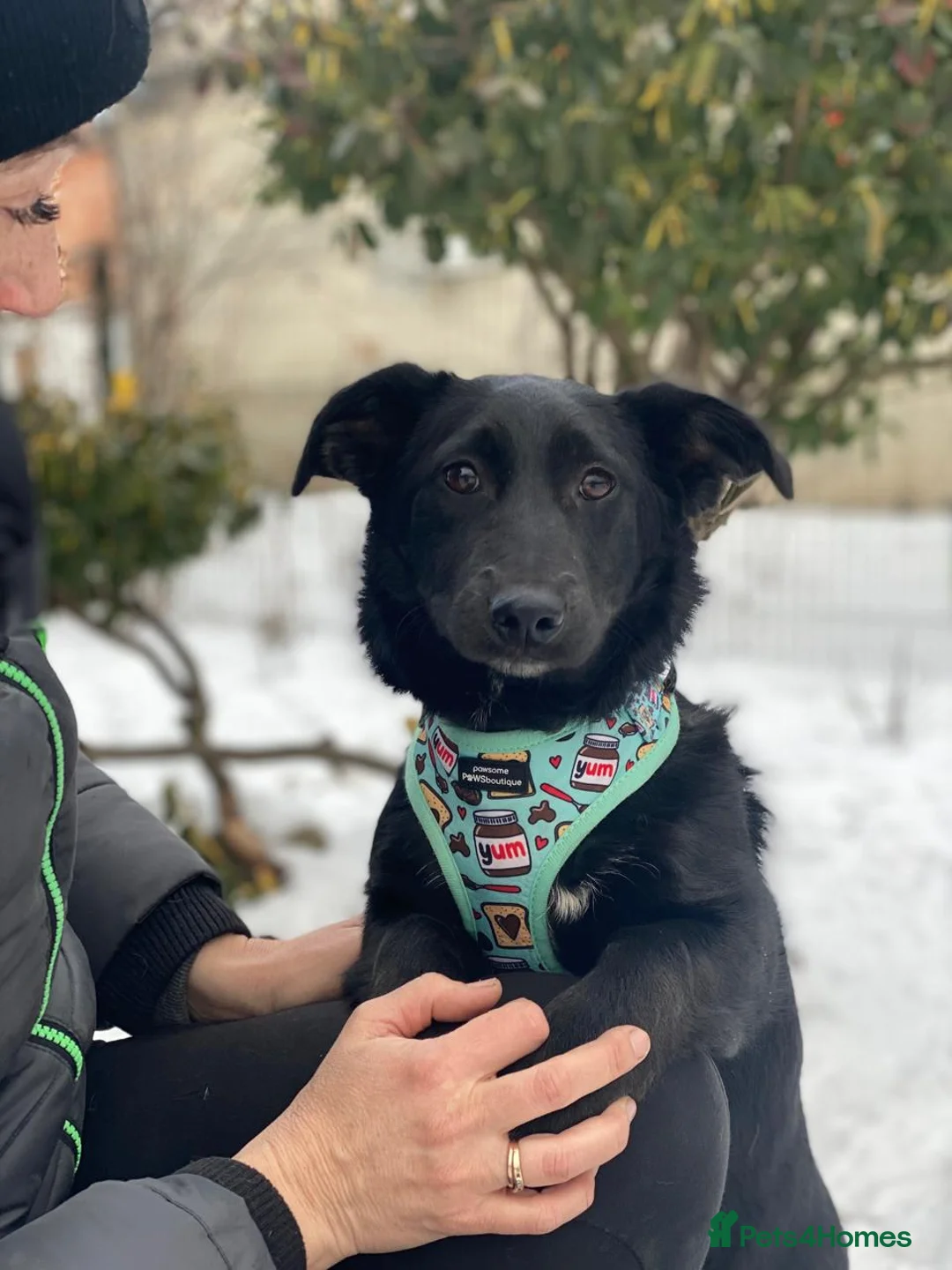 Mixed Breed dogs for adoption: ❤️LADY&DORI❤️ Small Gentle and Social Sisters - Advert 8