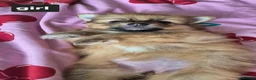 Pomeranian dogs for sale: Fox face pomeranians - Advert 3