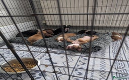 Mixed Breed dogs for sale: Beautiful American bulldog x staffie puppies  - Image 12