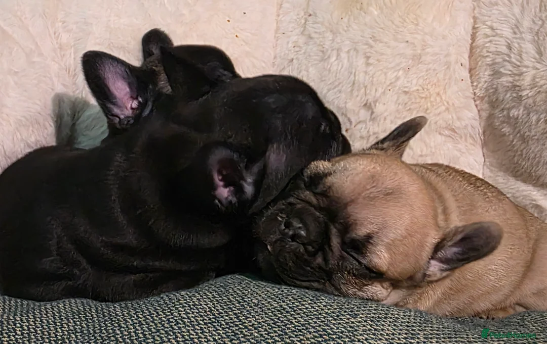 French Bulldog dogs for sale: Beautiful French bulldog  - Advert 14