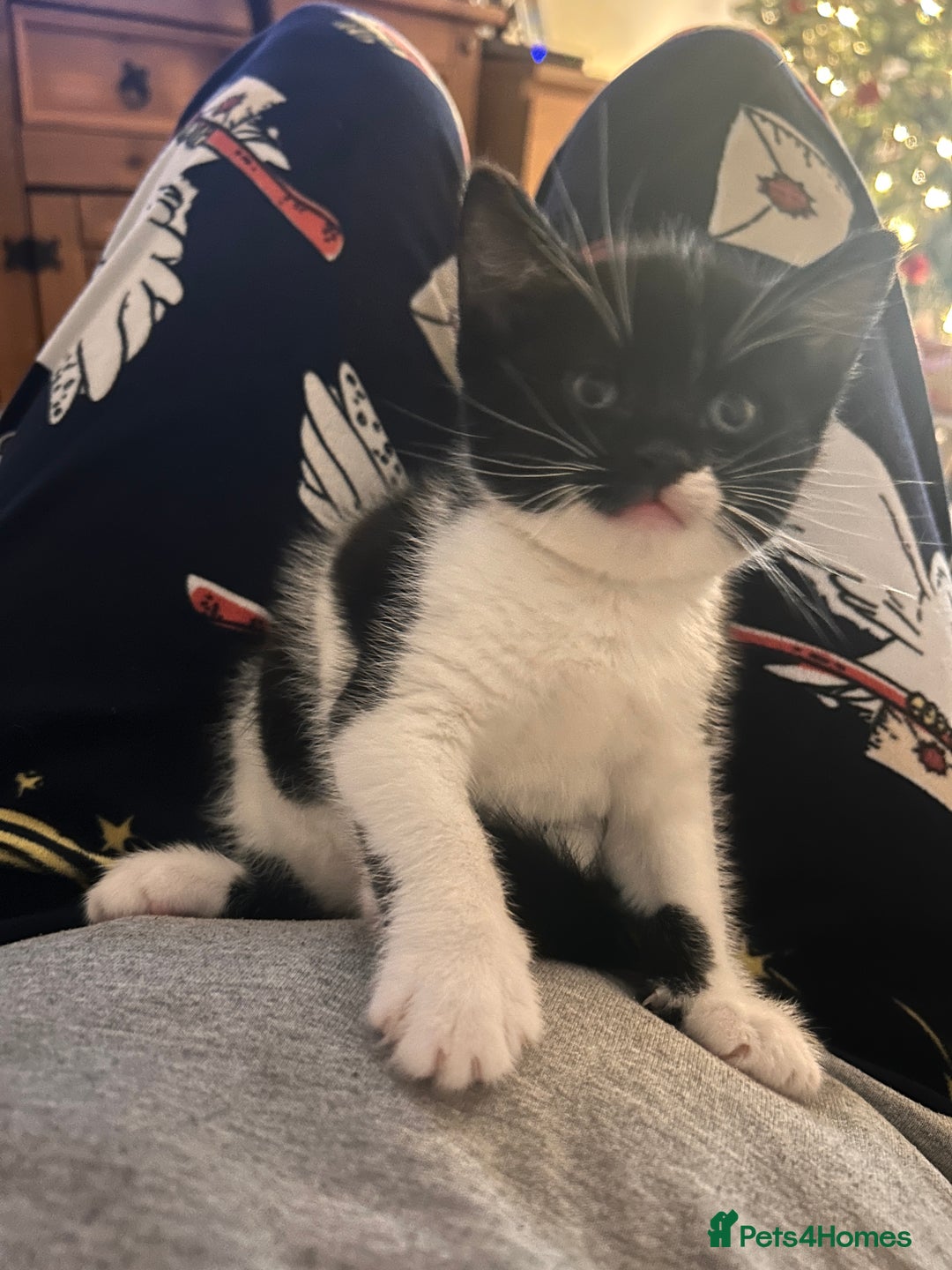 Mixed Breed cats for sale: Bonded Pair of Male Kittens - Must Go Together - Advert 15