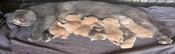 British Shorthair cats for sale: Cream British shorthair kittens 🍦 - Advert 7