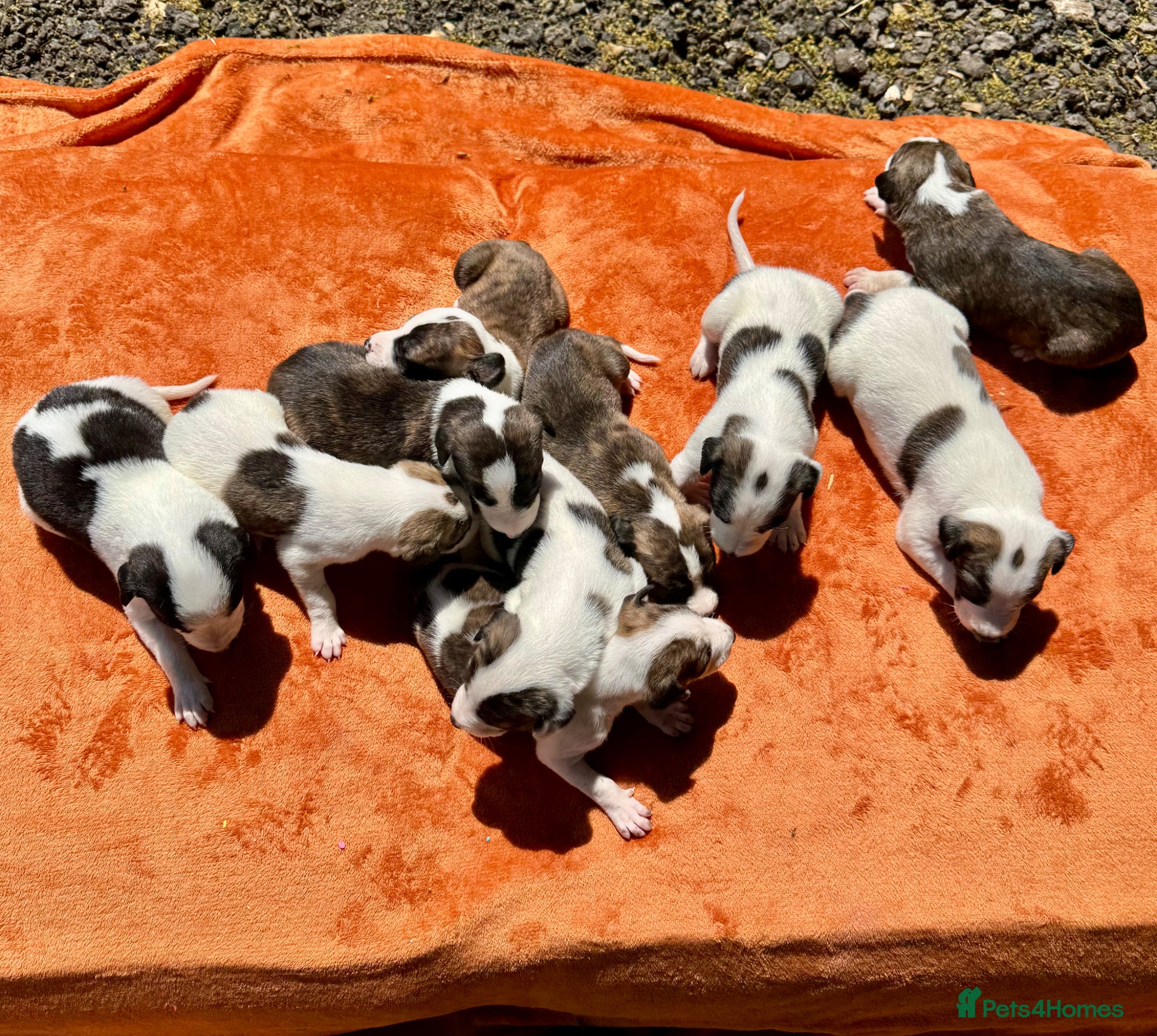 Lurcher dogs Lurcher saluki greyhound beddlington whippet - Advert 1