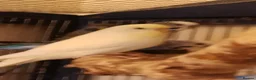 Budgerigars birds for sale: 2 pairs of adult budgies  - Advert 7