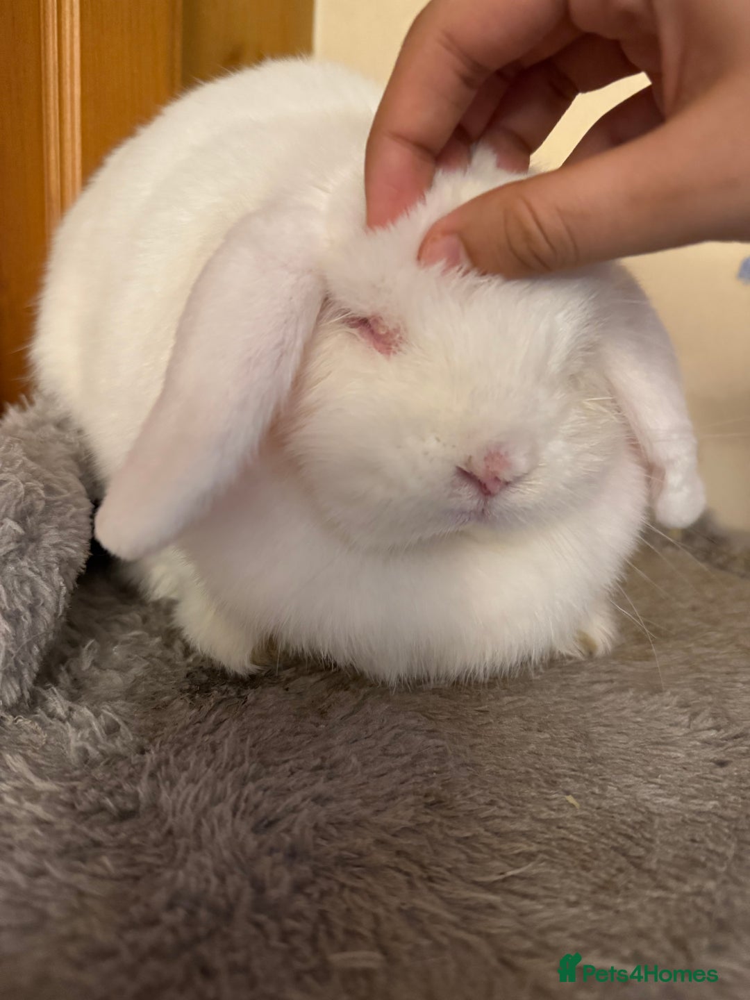 Mini Lop rabbits for sale: Cute, friendly white female mini lop bunny  - Advert 13