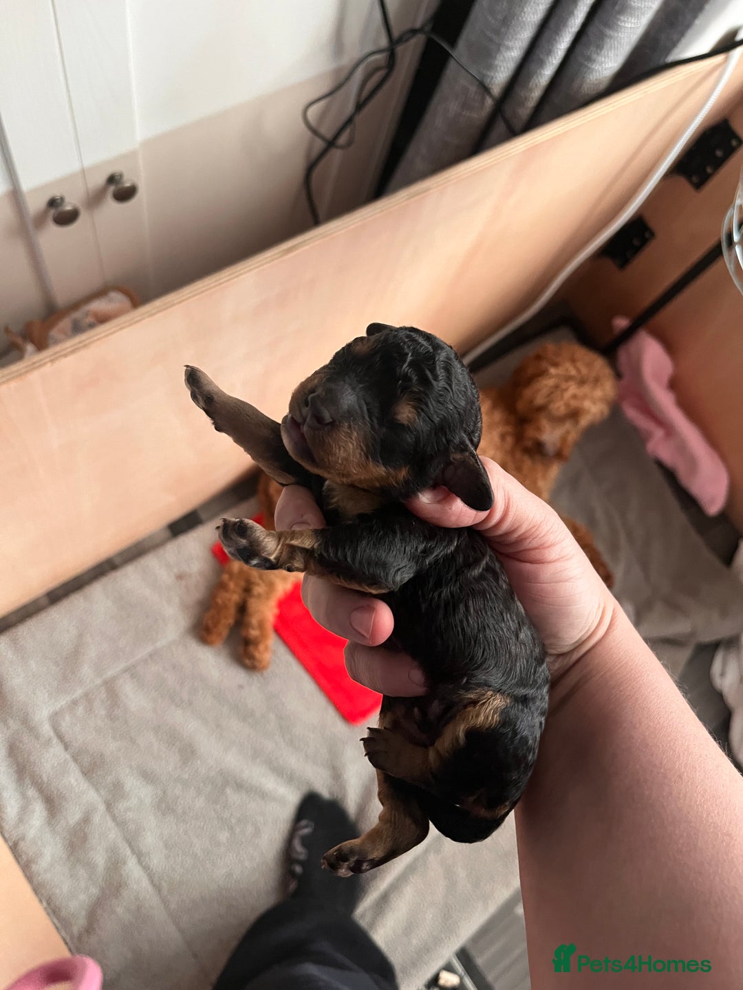 Cockapoo dogs for sale: Adorable F2 Cockapoo Puppies - Advert 5