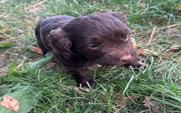 Mixed Breed dogs for sale: 2 beautiful puppies  - Image 5