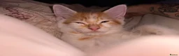 Norwegian Forest Cat cats for sale: Beautiful Norwegian Forest Cat  in Droitwich - Advert 12
